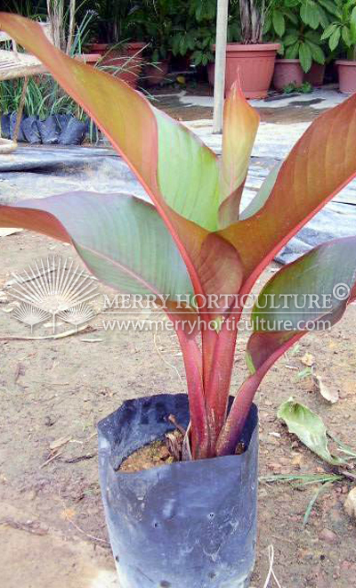 Heliconia ill.rubra